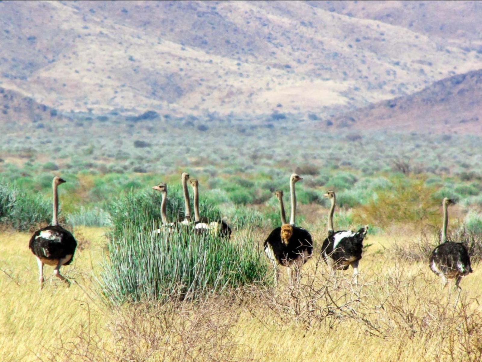 Mount Canyon Guest Farm Keetmanshoop Exteriér fotografie